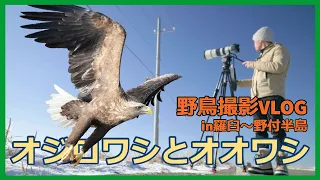 野鳥撮影Vlog「羅臼のオオワシ・オジロワシ」世界有数のワシの越冬地 知床・野付半島へ| 北海道遠征2日目  Steller's sea eagle,White-tailed eagle