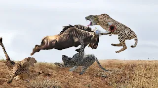 Angry Mother Wildebeest Kills Leopard To Avenge Her Calf - Wild Animals Attack