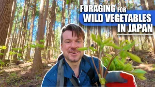 Foraging and Cooking Wild Vegetables in Japan