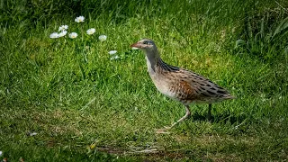 "Corncrake" | Outer Hebrides Day 3 | Corncrake, White Tailed Eagle, Dunlin | HD Nature and Wildlife