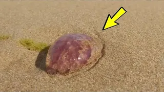 The guy found a strange stone on the beach, and in the morning a surprise awaited him!