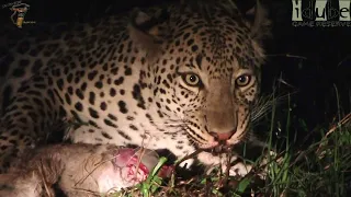 Watch In Awe As A Leopard Devours A Baby Duiker🐆🍼