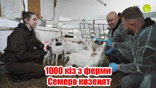 1000 кіз з ферми Семеро козенят