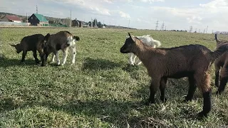 Про ЗАБОЙ не кастрированных КОЗЛОВ 🐐 Кастрация КОЗЛОВ резинками. Как и когда?🐐