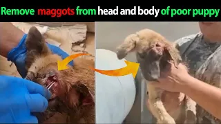 Remove  maggots from head and body of poor puppy