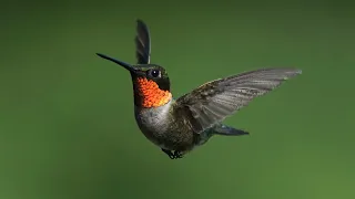 Male Ruby-Throated Hummingbird | Ruby-Throated Hummingbird