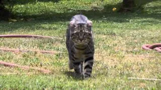 Lynx Hybrid - Big Cat Goliath and His Big Cat Walk