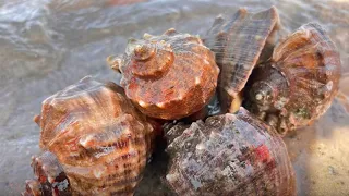 Big conch nest & abalones by sea; Niu Niu's rich [Niu Niu Ganhai Seafood]