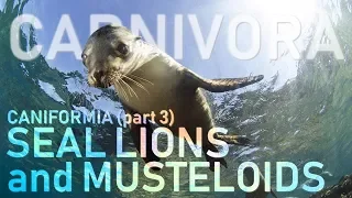 CARNIVORA III - Caniformia (part3) : Sea lions and Musteloids 🦡