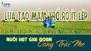 APN - OM 18 TẠO MẦM TRỔ RỘ ÍT LÉP - KINH NGHIỆM NUÔI HẠT GIAI ĐOẠN CONG TRÁI ME - HÈ THU 2024|07