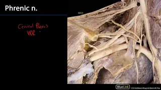 Superior Mediastinum and Root of Neck - Nerves