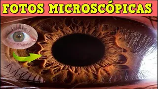 Cosas Vistas bajo el microscopio IMPRESIONANTE