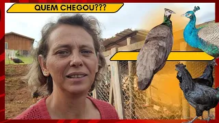 "CHÁCARA DO ZERO: Nossa Rotina"