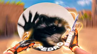 PEDRO PEDRO PEDRO🦝❤️(Standoff 2)