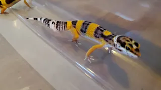 Leopard geckos 🦎❤️ #leopardgecko #reptilesofyoutube #breeding #gecko