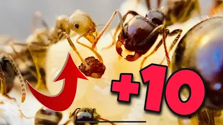 Messor Barbarus #14 DIX DE PLUS !