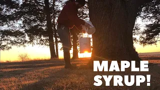 How to Make Maple Syrup in Your Own Backyard