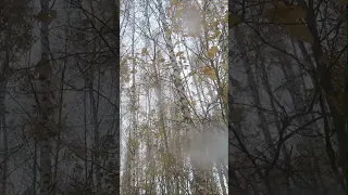 Охота на вальдшнепа за 60 секунд / Woodcock hunting in 60 seconds