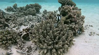 Drift Thelu Veliga House Reef