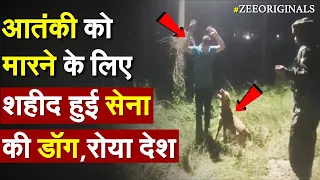 रुला देंगी तस्वीरें, आतंकी को मारने के लिए शहीद हुई सेना की डॉग |Kent Indian Army Dog News| Rajouri