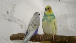 Обзор птенцов волнистых попугаев,подросли и вылетают