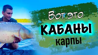 Я и не знал, что здесь такие КАБАНЫ-КАРПЫ ловятся. Рыбалка на водоеме "Карплидер"