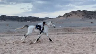 رفض المهره شعله ركوب العربه||لأول مره سعد يلقط الوتد ماشاء الله😍👏🏻🐎