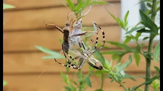 긴호랑거미가 노린재를 거미줄로 감는법  How does wasp spider wraps a web around a stink bug?