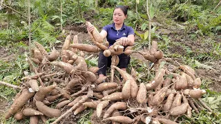 Harvesting the Cassava garden to cook pig bran - Pet care | Grill cassava roots to eat