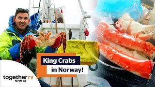 Catching and Cooking Monster King Crabs in Norway! | Earth Cycle