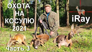 Охота на косулю 2021. Видео с тепловизора iRay .