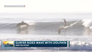 Surfer graced by jumping dolphin at Rincon Point