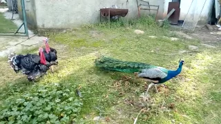 Peacock vs 2 Turkey's...