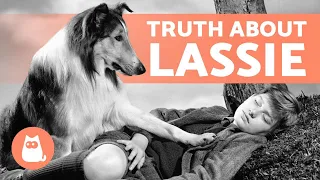 The TRUTH About the First DOG to Play LASSIE 🐶🎬 (Pal)