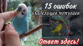 15 ОШИБОК Начинающих ВЛАДЕЛЬЦЕВ Волнистых ПОПУГАЕВ!