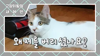 고양이탐정 새에덴 ｜입양된 지 3개월 만에 버려진 어린 고양이 ｜ 20일 만에 찾음