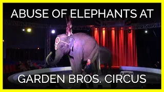 Abuse of Elephants at Garden Bros. Circus