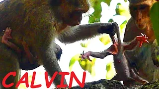 So Pity Poor Baby CALVIN Cry Loudly | Baby CALVIN Crying Suggest Mom CASI | Newborn Babies Monkey