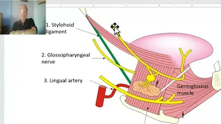 Anatomy of head and neck module in Arabic 27  (Mandibular nerve, part 2) by Dr. Wahdan.