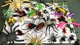 Learn The Names of Insect and Animals. Robotic Crawling Insect Toys from Zuru Robo Alive.