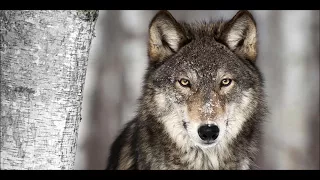Wolf Shapeshifter (No 3rd eye/Chakras) (Sub)