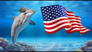 Weird Animal Facts: Dolphins Are Currently Enlisted In The US Navy