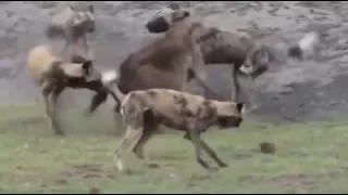 2016 Wild Dog vs Hyena Real Fight  to kill