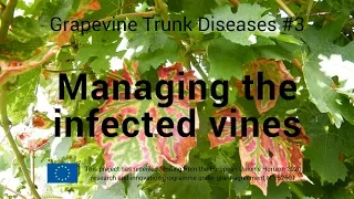 Grapevine Trunk Disease #3   Managing the infected vines