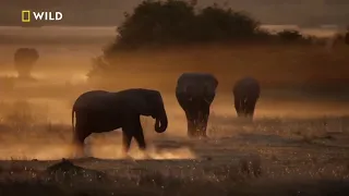 Afrikanın Vahşi Kedileri Nat Geo Wild HD Belgesel Yabancı Film İzle Türkçe Dublaj