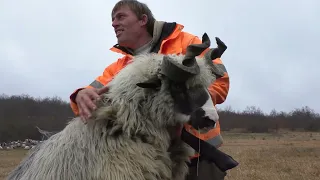 Muke čobana sa Petrovačke ceste i Bjelajskog polja