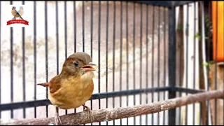 Burung Flamboyan gacor full nyuling