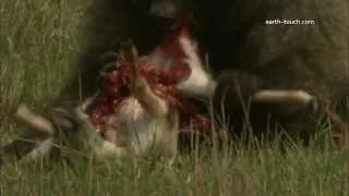 Baboon Eats Gazella Alive