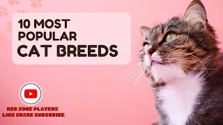 Top 10 Most popular cat breeds