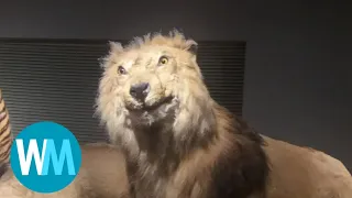 Top 5 Lions